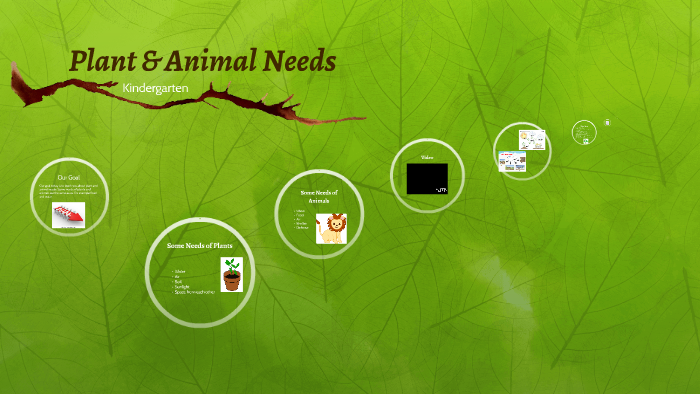 Plant & Animal Needs by Bentley Fronczak on Prezi