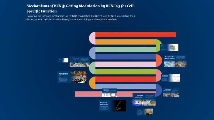 Mechanisms of KCNQ1 Gating Modulation by KCNE1/3 for Cell-Specific ...