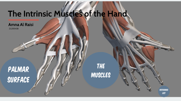 The Intrinsic Muscles of the Hand by Amna Al Raisi on Prezi