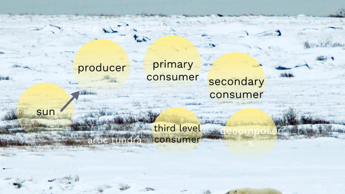 food web of a artic tundra by Luis Aguilar on Prezi Biology Diagrams