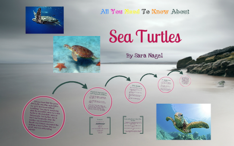 Sea Turtles by Sara Nagel on Prezi
