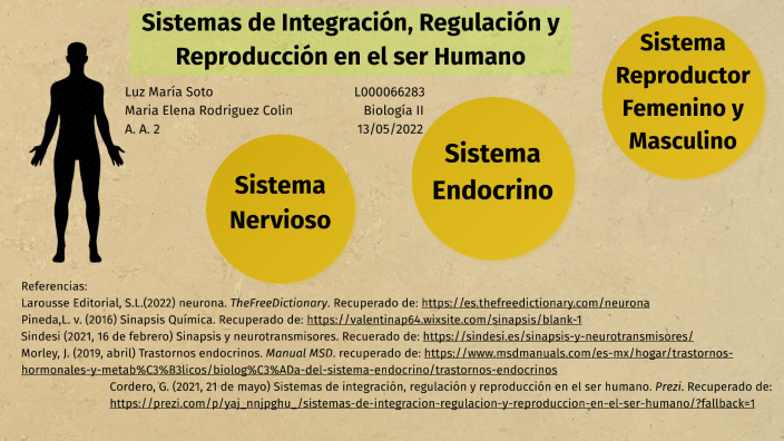 Sistemas De Integración Regulación Y Reproducción Del Ser Humano By Luz Soto 9259