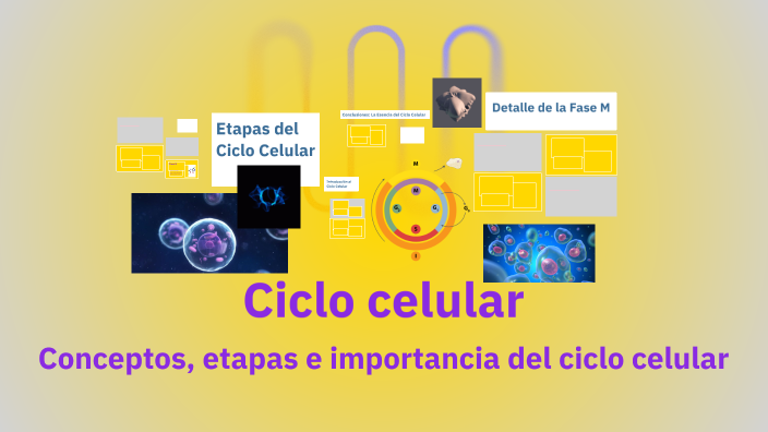 Ciclo celular by Karlos Alvarez on Prezi