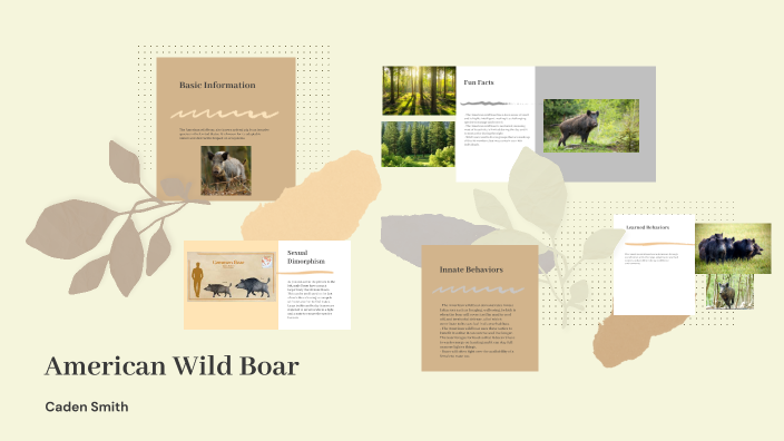 American Wild Boar By Caden Smith On Prezi