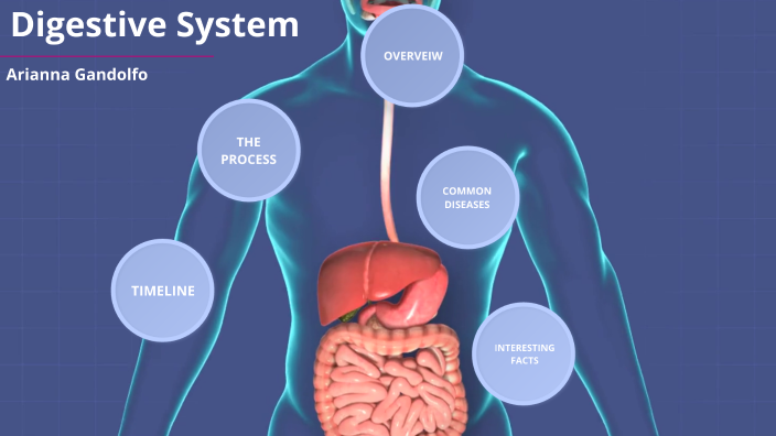Digestive System by Arianna Gandolfo on Prezi