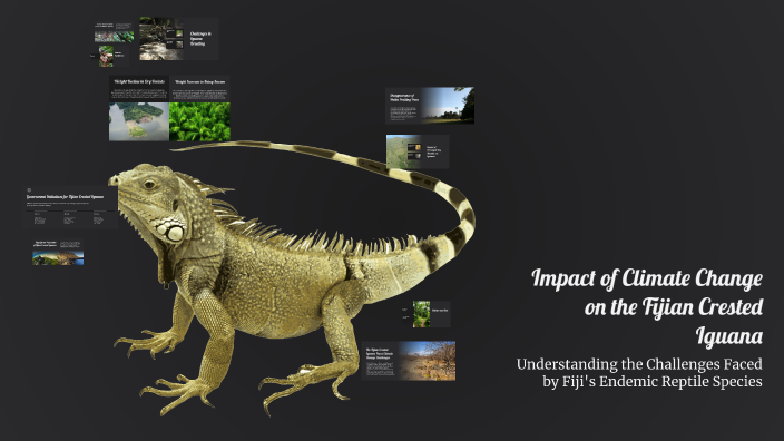 Impact of Climate Change on the Fijian Crested Iguana by Tim Buckland ...