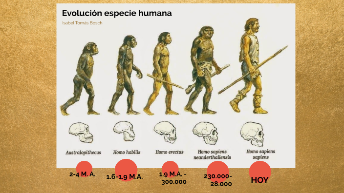 Evolución de la especie humana by ISABEL TOMAS on Prezi