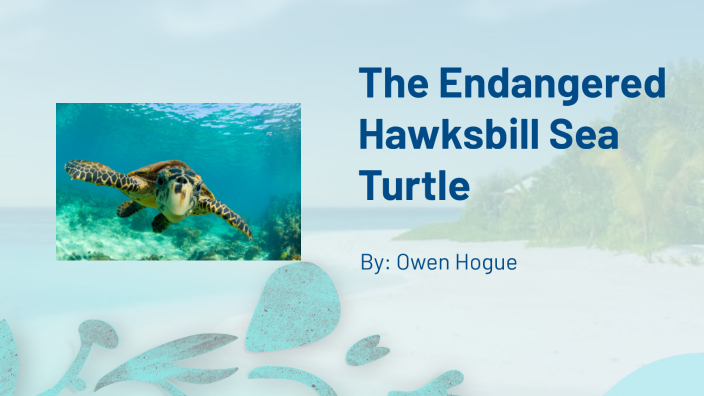 The Endangered: Hawksbill Sea Turtle by Owen Hogue on Prezi