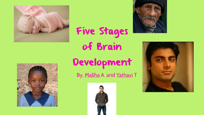 Five Stages Of Brain Development By Maliha Ali On Prezi Five Stages Of Brain Development By Maliha Ali On Prezi