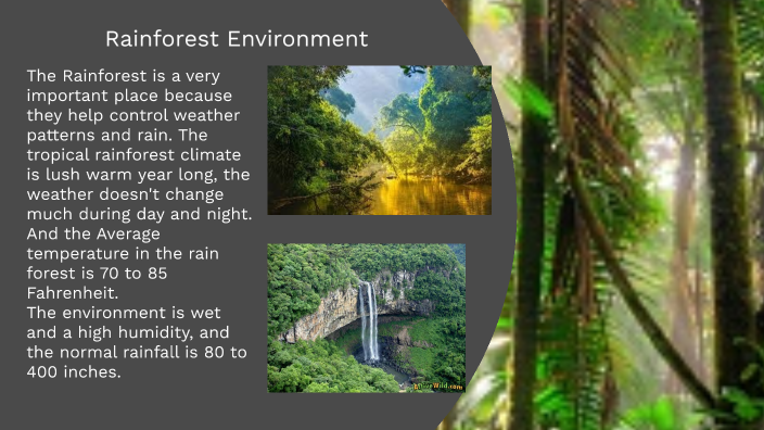 Exploring the Rainforest by payton stribling on Prezi