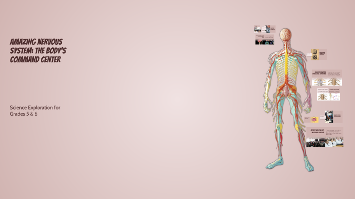 Amazing Nervous System: The Body’s Command Center by jonel cabiles on Prezi