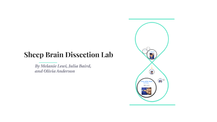 sheep-brain-dissection-lab-by-melanie-lewi