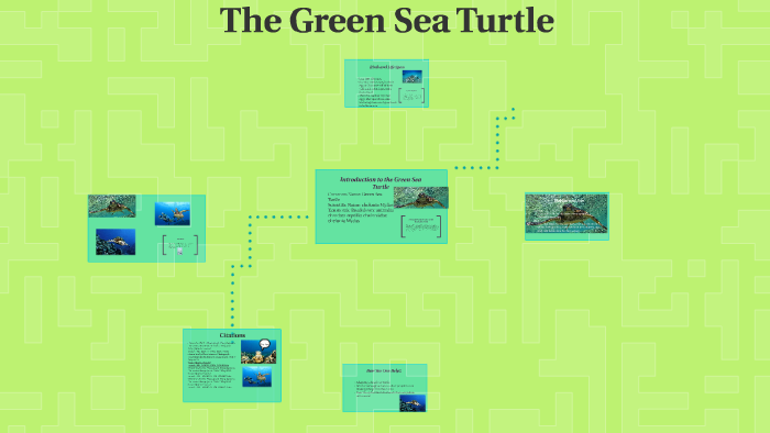 Introduction to the Green Sea Turtle by megan thees on Prezi