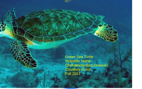 Green Sea Turtle by courtney guice on Prezi