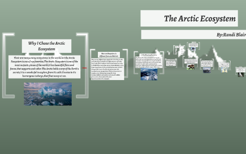 The Arctic Ecosystem by Randi Blair on Prezi