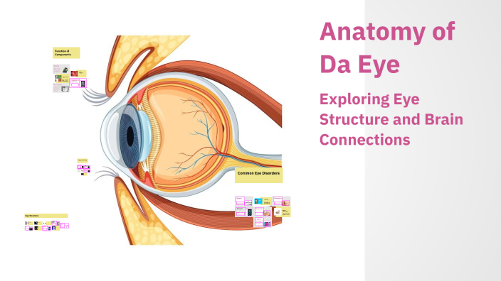 Anatomy of Da Eye by Mya Thomas on Prezi