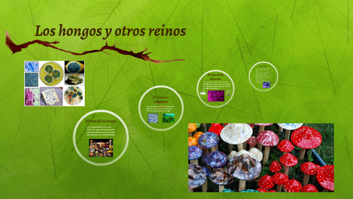 Los Hongos Y Otros Reinos By Celso J Diez M On Prezi