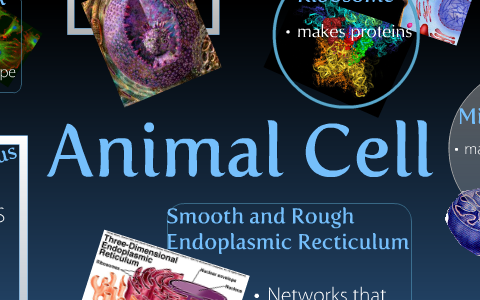 Animal Cell by Rachel Manuel on Prezi