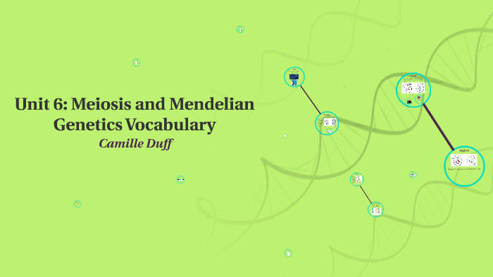 Unit 6: Meiosis and Mendelian Genetics Vocabulary by Camille Duff on Prezi