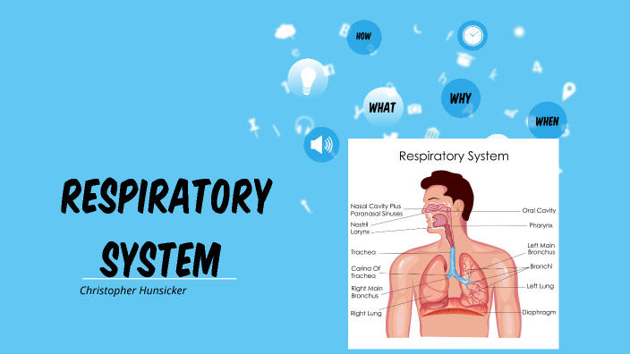 Respiratory System by Christopher on Prezi