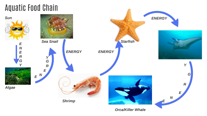 Aquatic Food Chain By Kayla Jung On Prezi