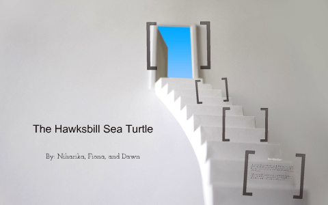 Hawksbill Sea Turtle by Dawn Leslie on Prezi