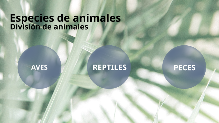 especies de animales by Julio César García Guido