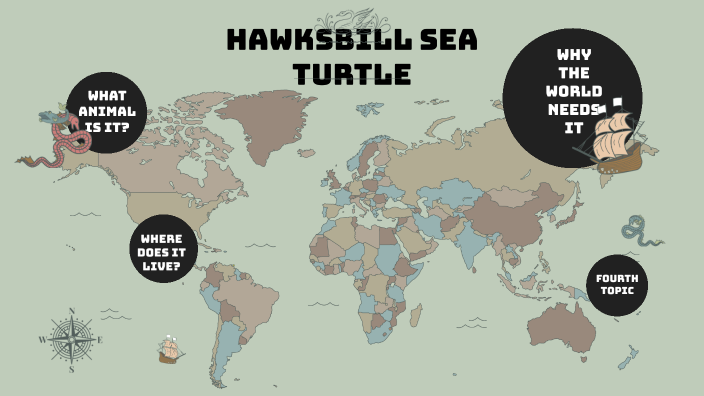 Hawksbill Sea Turtle by Allison S on Prezi