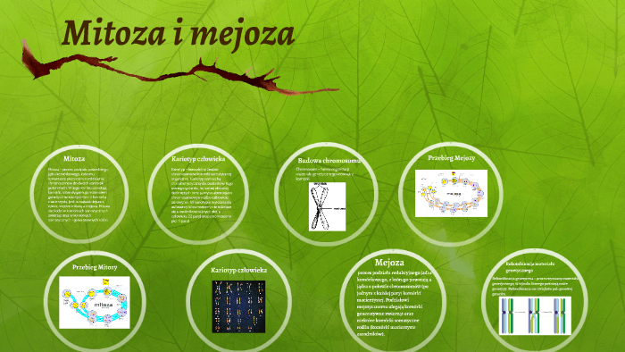 Mitoza i mejoza by Paulina Strojek on Prezi
