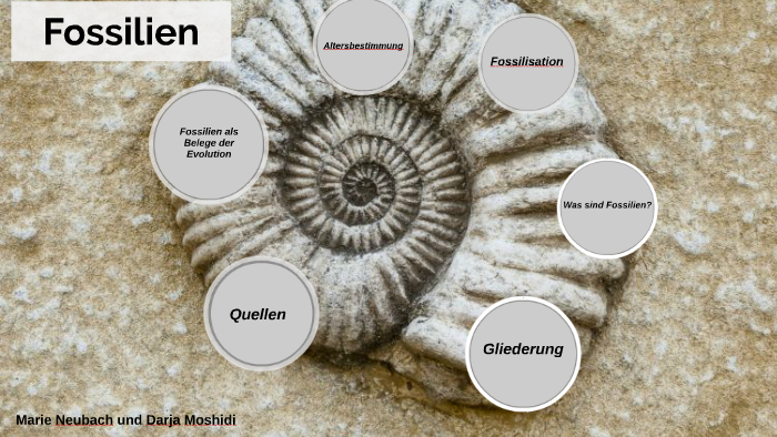 Fossilien By Darja Moshidi