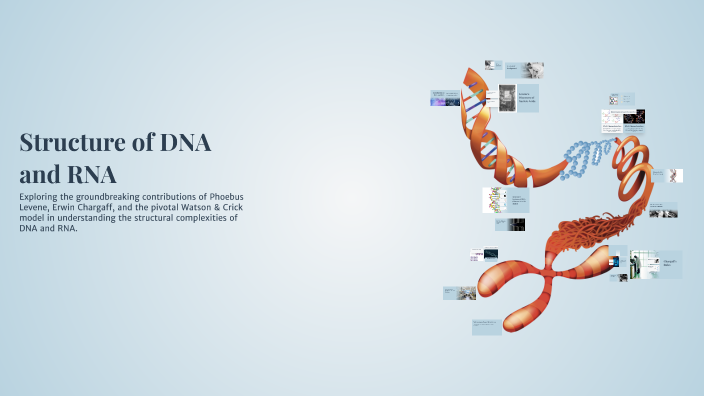 Structure of DNA and RNA by Hamna Bhatti on Prezi