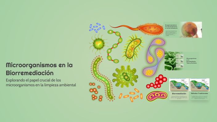 Microorganismos en la Biorremediación by Trejo Martínez Danna Monserrat