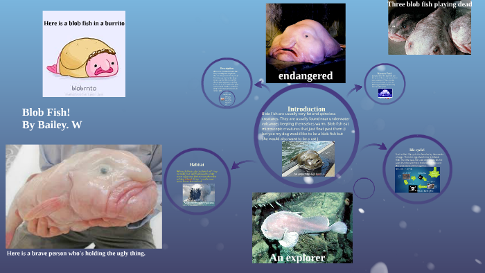 What does a human impact do in the blob fish's extinction.