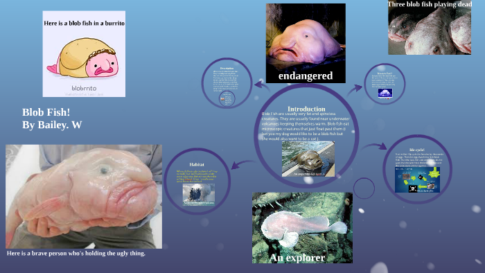 Blobfish Underwater