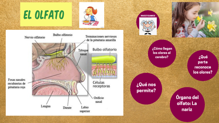 EL OLFATO by Johanna Acosta on Prezi