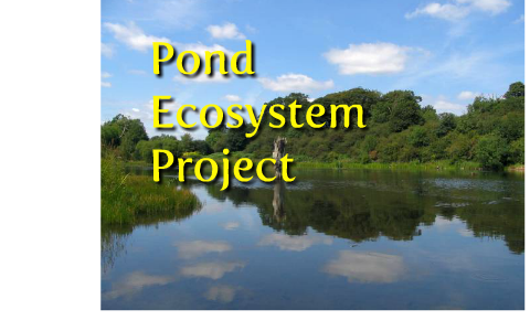 Ecosystem Plan Project by David Yoo