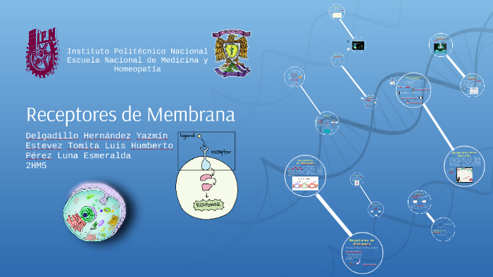 Receptores De Membrana By Luis Estevez Tomita On Prezi