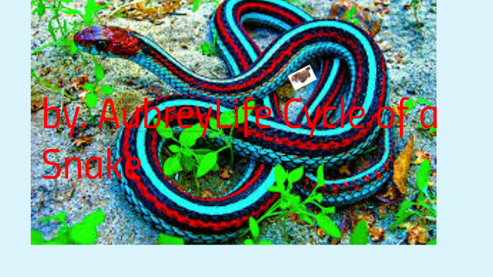 Life Cycle of a Snake by AJW Hagins on Prezi