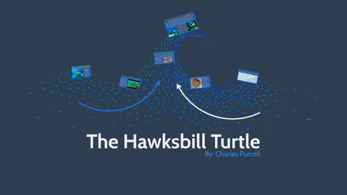 What is The Hawksbill Turtle? by Charles Purcell on Prezi