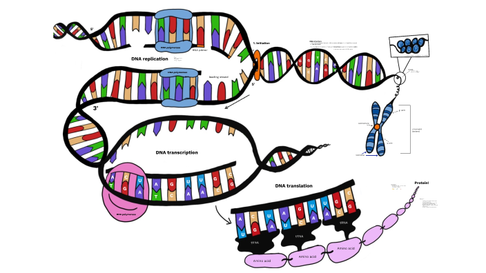 Lo 8 - Dna, Chromosomes, Proteins By Megan Fitzwater On Prezi