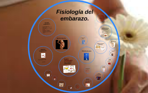 Fisiología Del Embarazo. By On Prezi