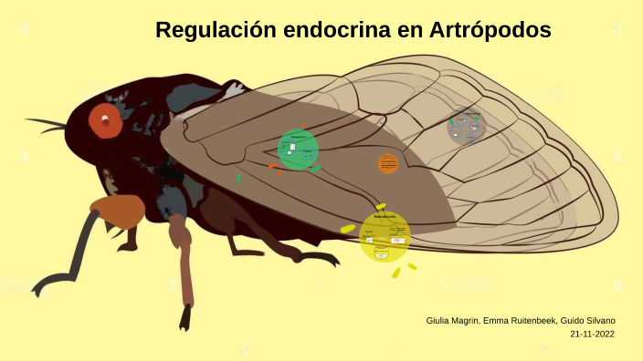 Endocrinologia De Los Artropodos By Guido Silvano On Prezi