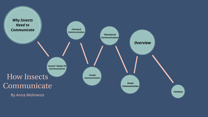 how-insects-communicate-by-anna-molineros