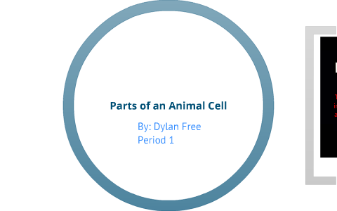 Part of an Animal Cell by Dylan Free on Prezi