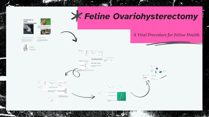 Importance of Feline Ovariohysterectomy by Teyah on Prezi