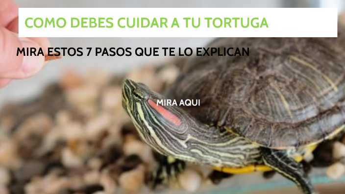 COMO CUIDAR UNA TORTUGA by juan manuel perez quiceno on Prezi