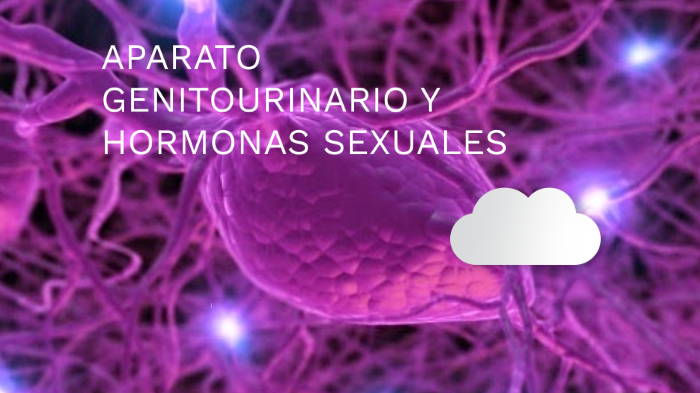 Aparato Genitourinario Y Hormonas Sexuales By Gabriela Garcia