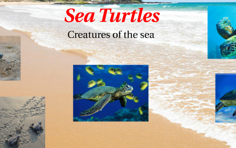 Sea Turtles by shelley smith on Prezi