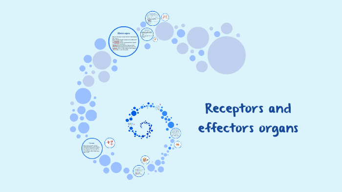 Receptors and effectors organs by MARIA CARMONA on Prezi