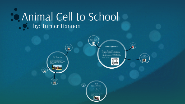 Animal Cell to School by Patricia Hannon on Prezi